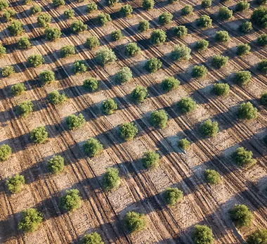 surco de olivos